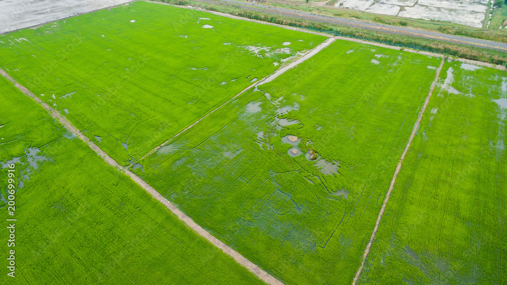 Aerial  view from flying drone of  Field rice  with landscape green pattern nature background / top view field rice