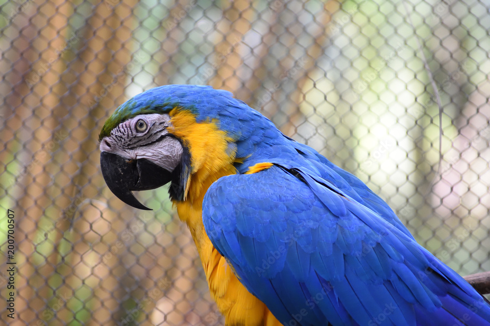Obraz premium blue parrot