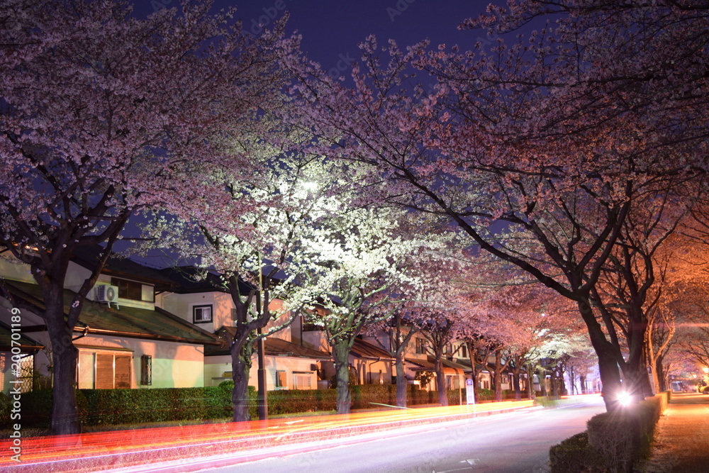 A car passes to row of cherry blossom trees
