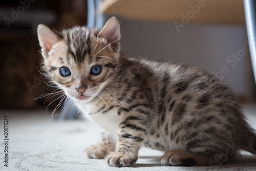 Wallpaper Mural Cute bengal kitten at home Torontodigital.ca