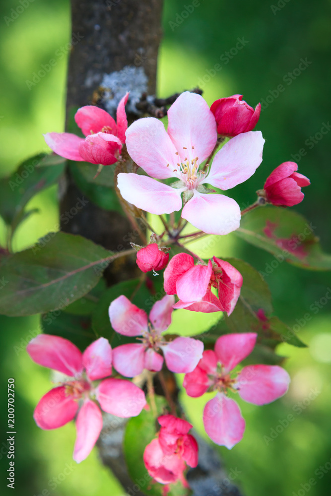 Beautiful apple tree flowers at spring Beautiful apple tree flowers at spring