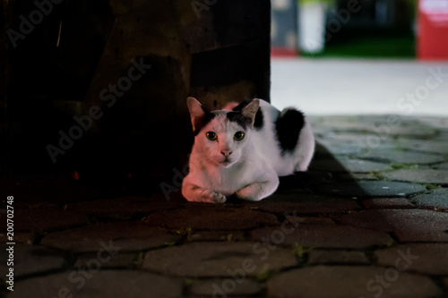 A cat in the night