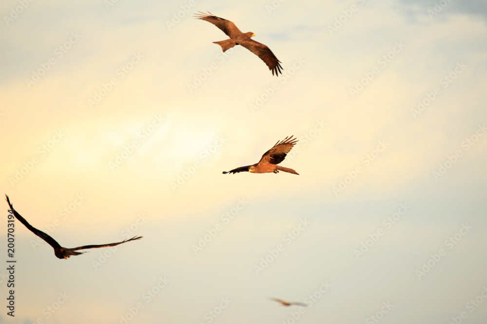 Yellow Billed Kite - Uganda, Africa