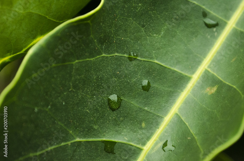 close up of  droplet on a leaf