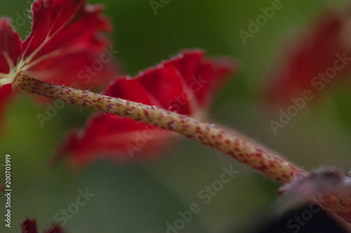 red flower branch