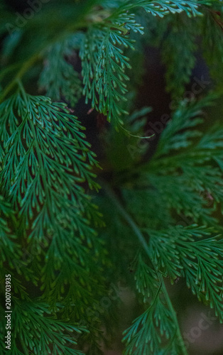 plants texture