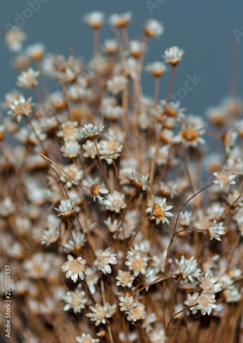 small white flowers