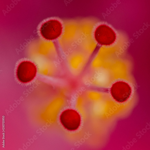 abstract flower background