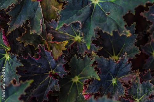 plants texture