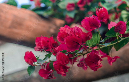 red flowers
