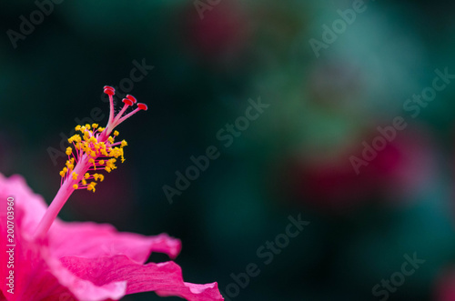 pink flower with blurred blackground