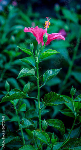 pink flower in the garden