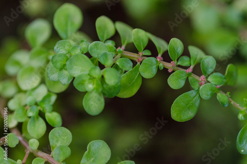 close up of green leaves