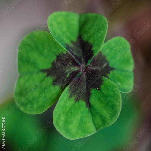 four leaf clover