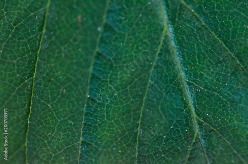 green leaf macro