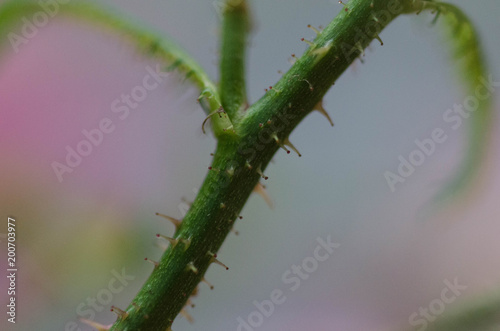 thorns on a branch