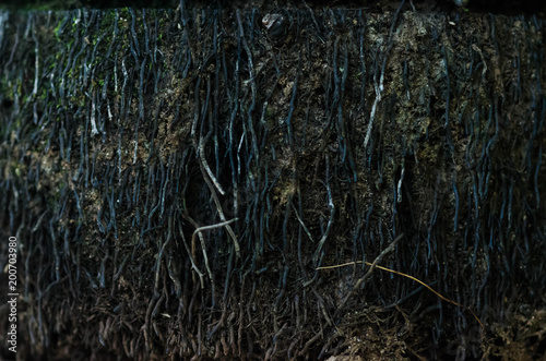 dirt texture