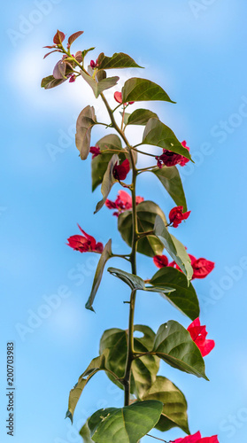 red flower on a sky background