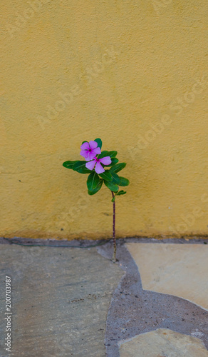 flower on the wall