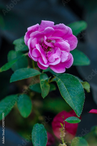 pink flower in garden