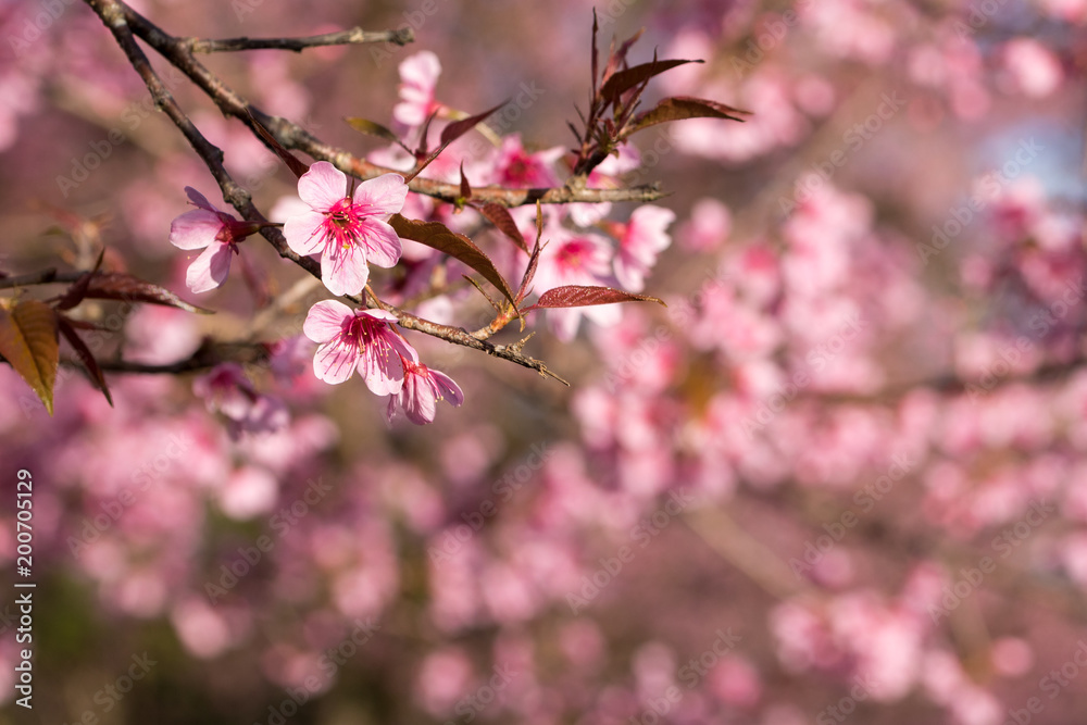 Wild Himalayan Cherry (Prunus cerasoides) on blur pink background Wild Himalayan Cherry (Prunus cerasoides) on blur pink background