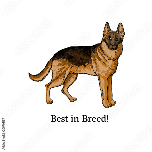  Dogs sketch. German shepherd hand drawn  illustration