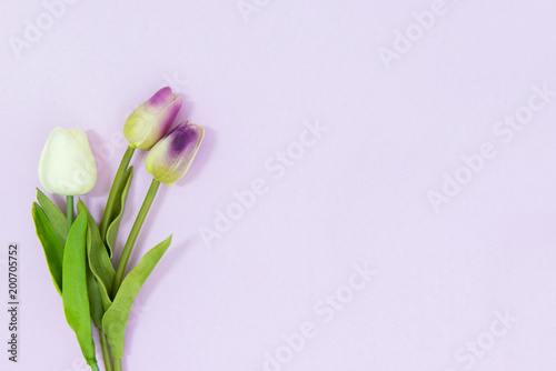 Fototapeta Naklejka Na Ścianę i Meble -  Pink Tulip on Pink Background. Copy space