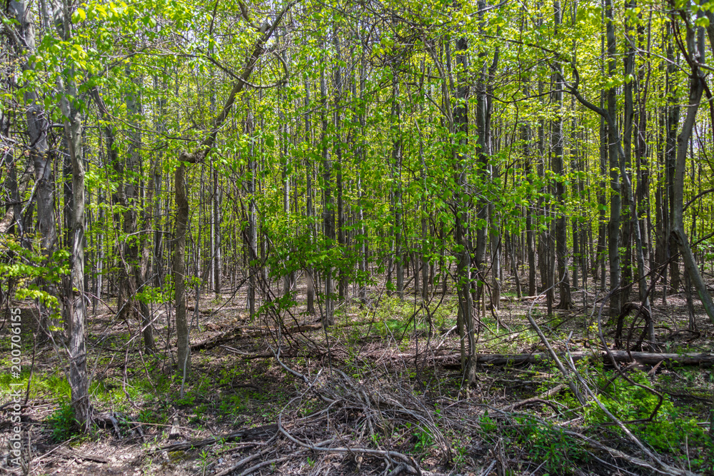 Obraz premium Wooded Adventures