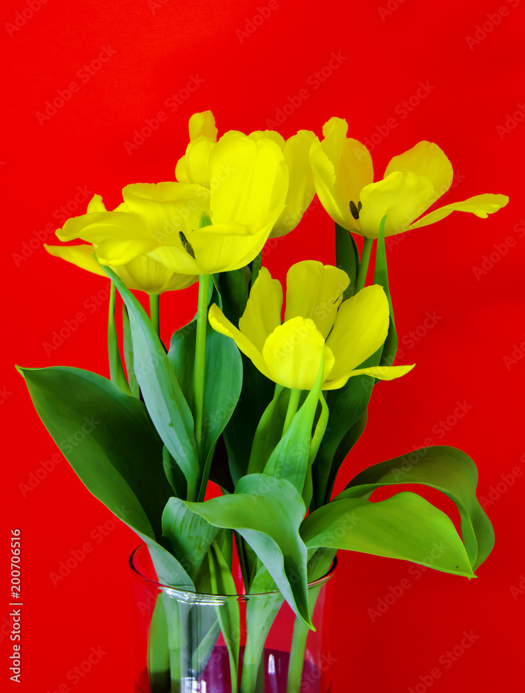 Obraz premium Yellow Tulip Flowers