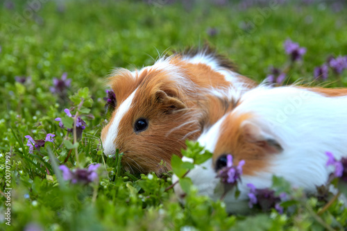 Guinea pigs in grass close up © Andrej