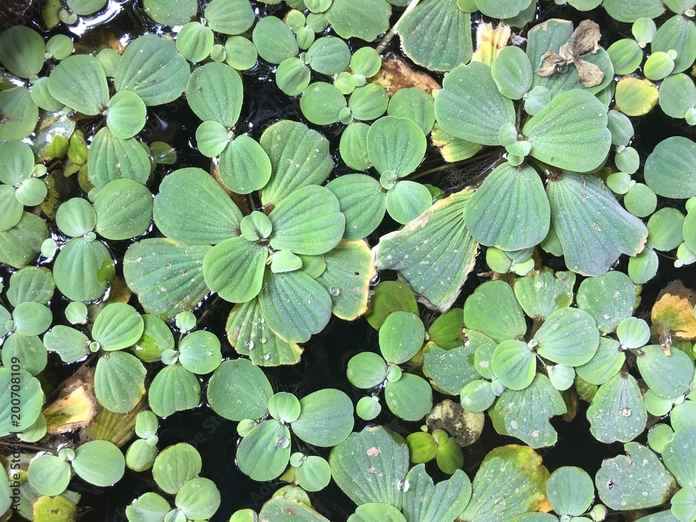 Water plants or beautiful water ornamental plants. Water plants or beautiful water ornamental plants.
