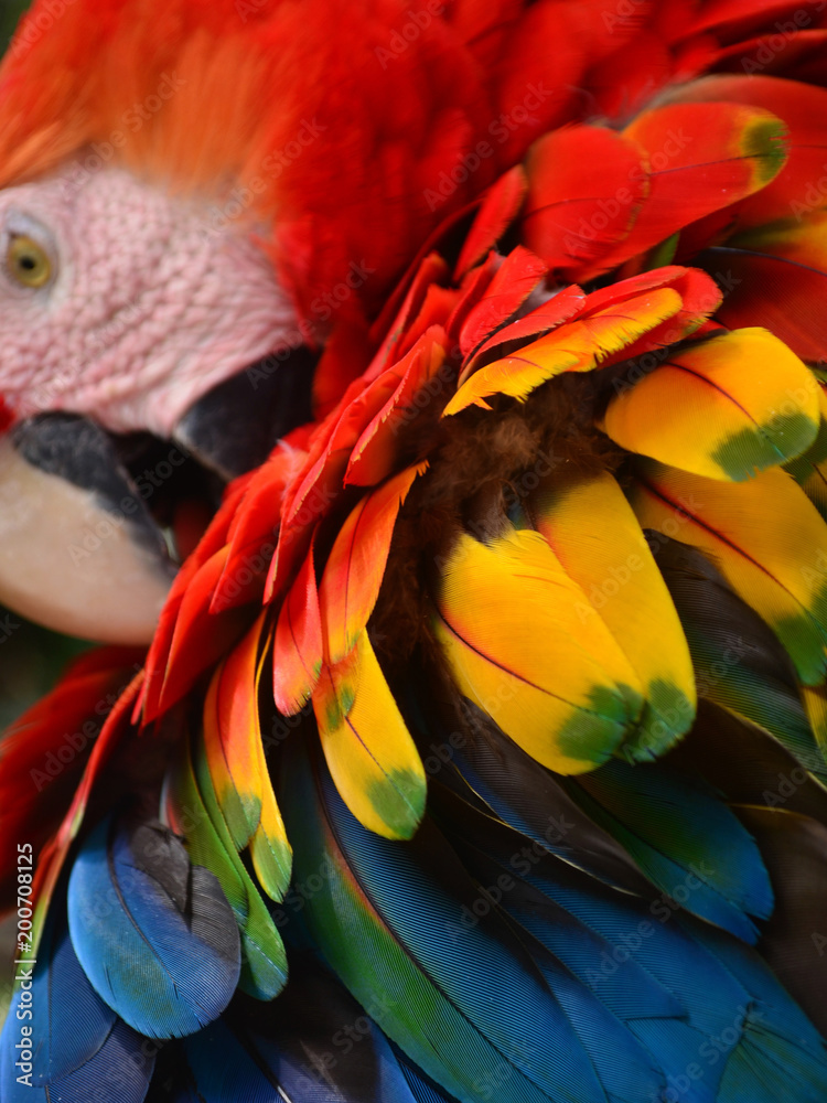 Fototapeta Kolorowe upierzenie ara w dżungli amazońskiej