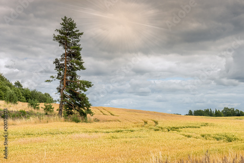 Countryside agricultural landscape with field of ripening wheat and lonely pi...