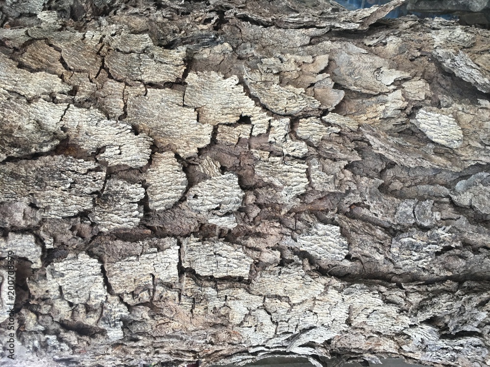 Fototapeta premium Background of tree bark in drought.