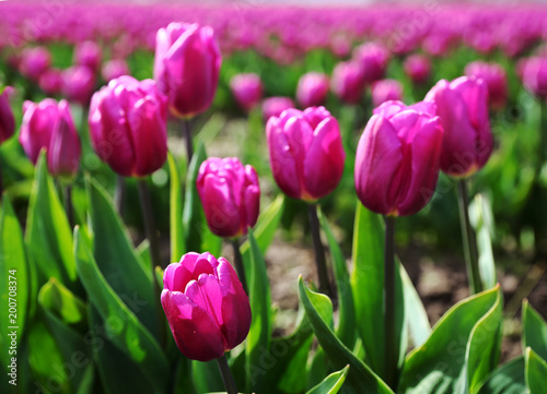Close-up shot of Pink Tulips