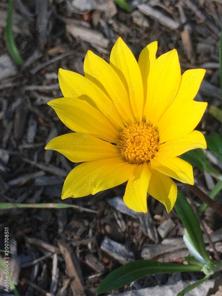 yellow daisy yellow daisy