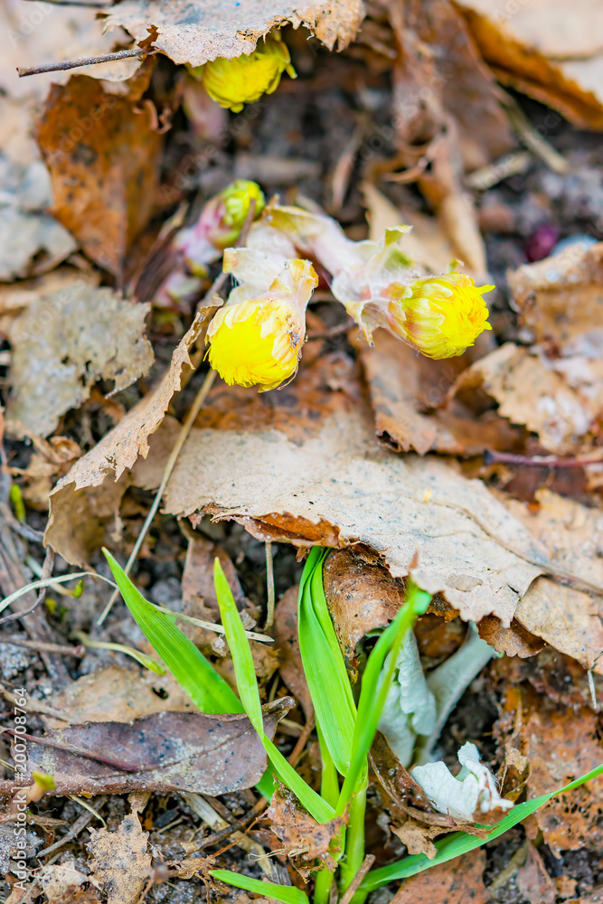 Undisturbed buds of yellow flower Tussilágo fárfara, first early flowers primroses on the background of dry leaves, grass spring landscape Undisturbed buds of yellow flower Tussilágo fárfara, first early flowers primroses on the background of dry leaves, grass spring landscape