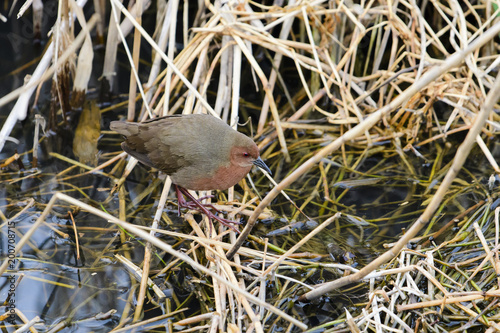 ヒクイナ(Ruddy-breasted crake)