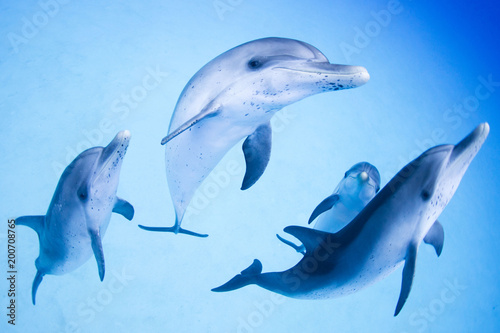 Dolphins swimming in the sea