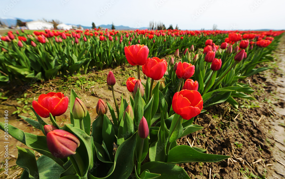 Rows of Red Tulips Rows of Red Tulips