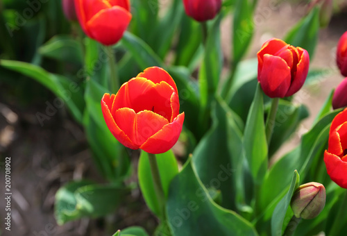 Flaming Red Tulips