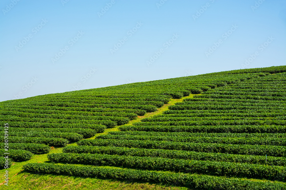 Tea Plantations in thailand.