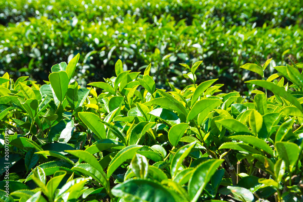 Tea Plantations in thailand. Tea Plantations in thailand.