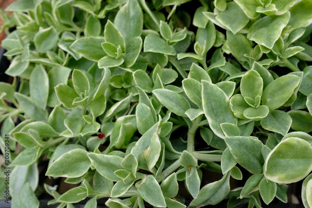 Obraz premium ベビーサンローネ