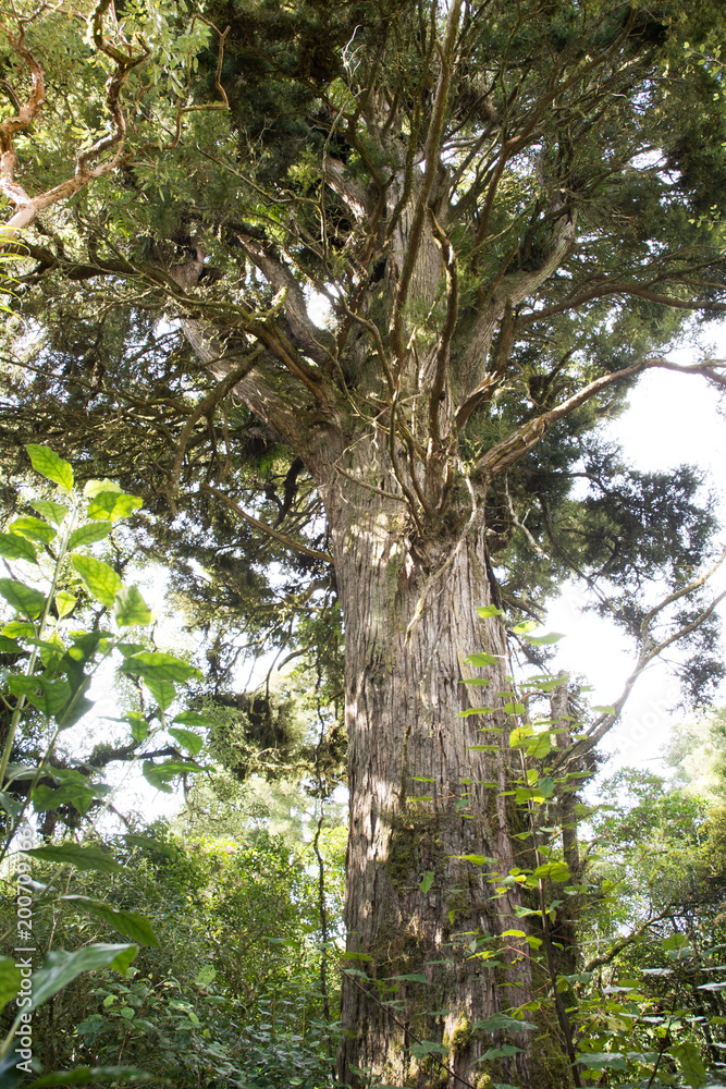 Fototapeta premium Totora tree in the New Zealand rain forest