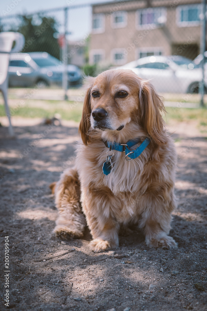 Golden dachshund mix dog at the park Golden dachshund mix dog at the park
