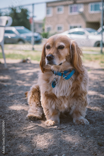 Golden dachshund mix dog at the park