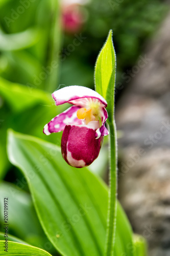 Flower of wild orchid Venerin slipper (Cypripedium macranthon) lady's slipper photo