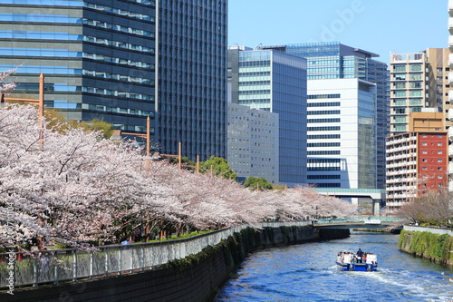 都心に咲き誇る桜の並木