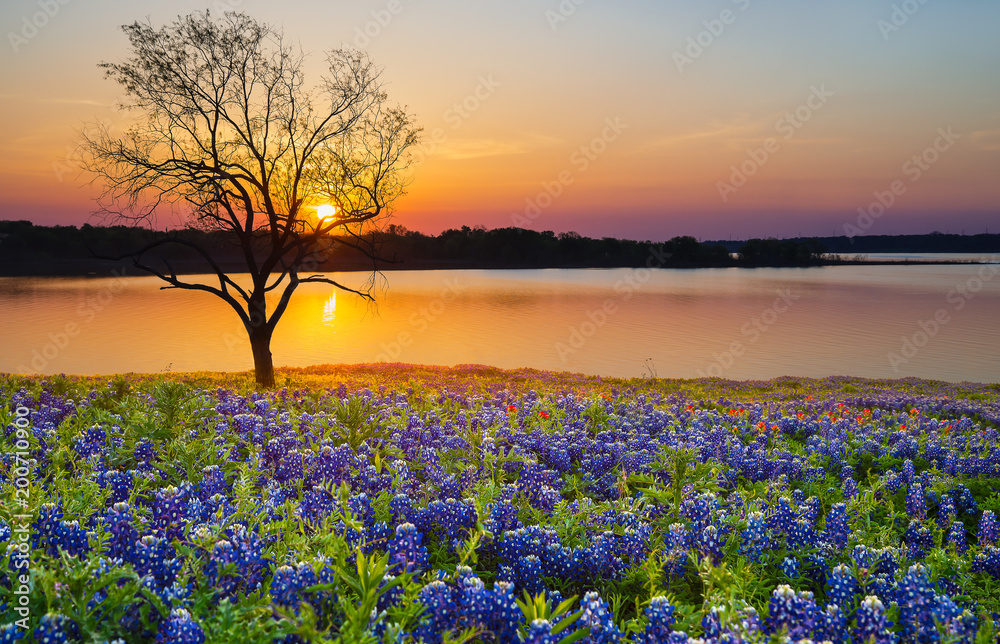 Fototapeta premium Piękny zachód słońca nad jeziorem Texas wiosna. Kwitnące pole dzikich kwiatów bluebonnet i sylwetka samotnego drzewa.